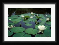 White Water-Lily in Bloom, Kitty Coleman Woodland Gardens, Comox Valley, Vancouver Island, British Columbia Fine Art Print