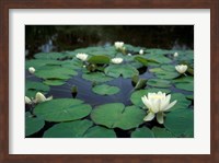 White Water-Lily in Bloom, Kitty Coleman Woodland Gardens, Comox Valley, Vancouver Island, British Columbia Fine Art Print