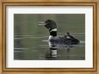 Common Loon with Chick Fine Art Print