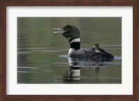 Common Loon with Chick Fine Art Print