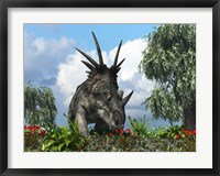 A Styracosaurus samples flowers of the order Ericales Fine Art Print
