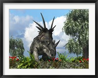 A Styracosaurus samples flowers of the order Ericales Fine Art Print