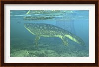 A Late Devonian Period Ichthyostega submerged in a floodplain Fine Art Print