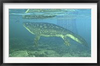 A Late Devonian Period Ichthyostega submerged in a floodplain Fine Art Print