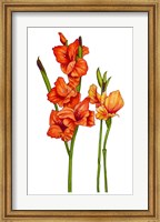 Floral Gladiolas Fine Art Print