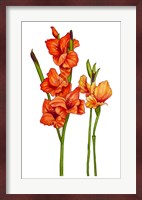 Floral Gladiolas Fine Art Print