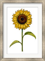 Floral Sunflower Fine Art Print