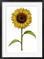 Floral Sunflower Fine Art Print