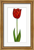 Floral Tulip Fine Art Print