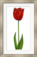 Floral Tulip Fine Art Print