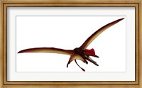 Darwinopterus, a Pterosaur from the Jurassic Period Fine Art Print