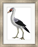 Presbyornis, an Extinct Genus of Anseriform bird Fine Art Print