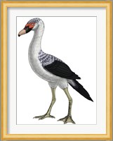 Presbyornis, an Extinct Genus of Anseriform bird Fine Art Print