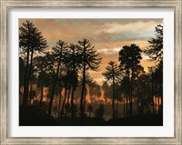 A Forest of Cordaites and Araucaria Silhouetted Against a Colorful Sunset Fine Art Print