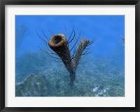 A species of Pirania, a Primitive Sponge that Populated the Ocean Floors 505 Million years ago Fine Art Print