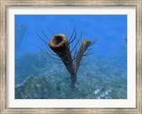 A species of Pirania, a Primitive Sponge that Populated the Ocean Floors 505 Million years ago Fine Art Print