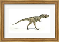 Albertosaurus Dinosaur on White Background Fine Art Print