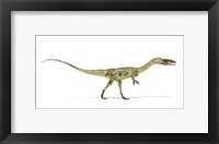 Coelophysis Dinosaur on White Background Fine Art Print