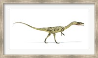 Coelophysis Dinosaur on White Background Fine Art Print