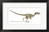 Velociraptor Dinosaur on White Background Fine Art Print