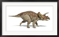 Triceratops Dinosaur on White Background Fine Art Print