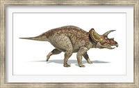 Triceratops Dinosaur on White Background Fine Art Print