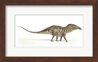 Amargasaurus Dinosaur on White Background Fine Art Print