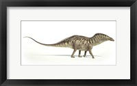 Amargasaurus Dinosaur on White Background Fine Art Print