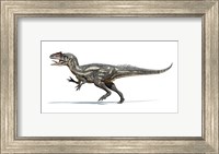 Allosaurus Dinosaur on White Background Fine Art Print