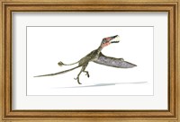 Dorygnathus Dinosaur Fine Art Print