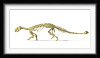 3D Rendering of an Ankylosaurus Dinosaur Skeleton Framed Print