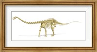 3D Rendering of a Diplodocus Dinosaur Skeleton Fine Art Print