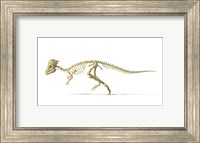 3D Rendering of a Pachycephalosaurus Dinosaur Skeleton Fine Art Print