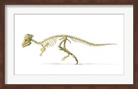 3D Rendering of a Pachycephalosaurus Dinosaur Skeleton Fine Art Print