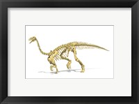 3D Rendering of a Plateosaurus dinosaur skeleton Fine Art Print
