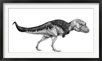 Black Ink Drawing of Lythronax Argestes Framed Print