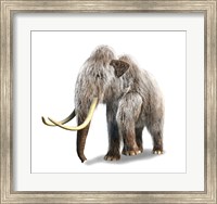 Woolly Mammoth, White Background Fine Art Print