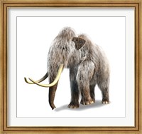 Woolly Mammoth, White Background Fine Art Print