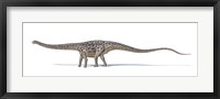 Diplodocus Dinosaur on White Background Fine Art Print