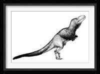 Black Ink Drawing of Daspletosaurus Torosus Framed Print