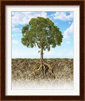 Cross section of Soil Showing a Tree with its Roots Fine Art Print