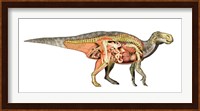 Internal anatomy of an Iguanodon dinosaur Fine Art Print