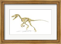 3D Rendering of a Velociraptor Dinosaur Skeleton Fine Art Print