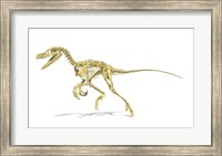 3D Rendering of a Velociraptor Dinosaur Skeleton Fine Art Print