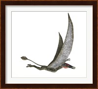 Dorygnathus Flying Dinosaur Fine Art Print