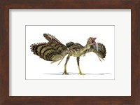 Archaeopteryx Dinosaur Fine Art Print