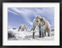 Two Woolly Mammoths in a Snow Covered Field with a Few Bison Fine Art Print