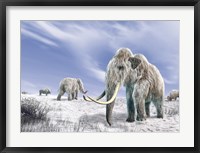 Two Woolly Mammoths in a Snow Covered Field with a Few Bison Fine Art Print