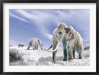 Two Woolly Mammoths in a Snow Covered Field with a Few Bison Fine Art Print