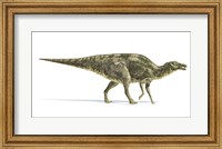 Maiasaura Dinosaur on White Background Fine Art Print